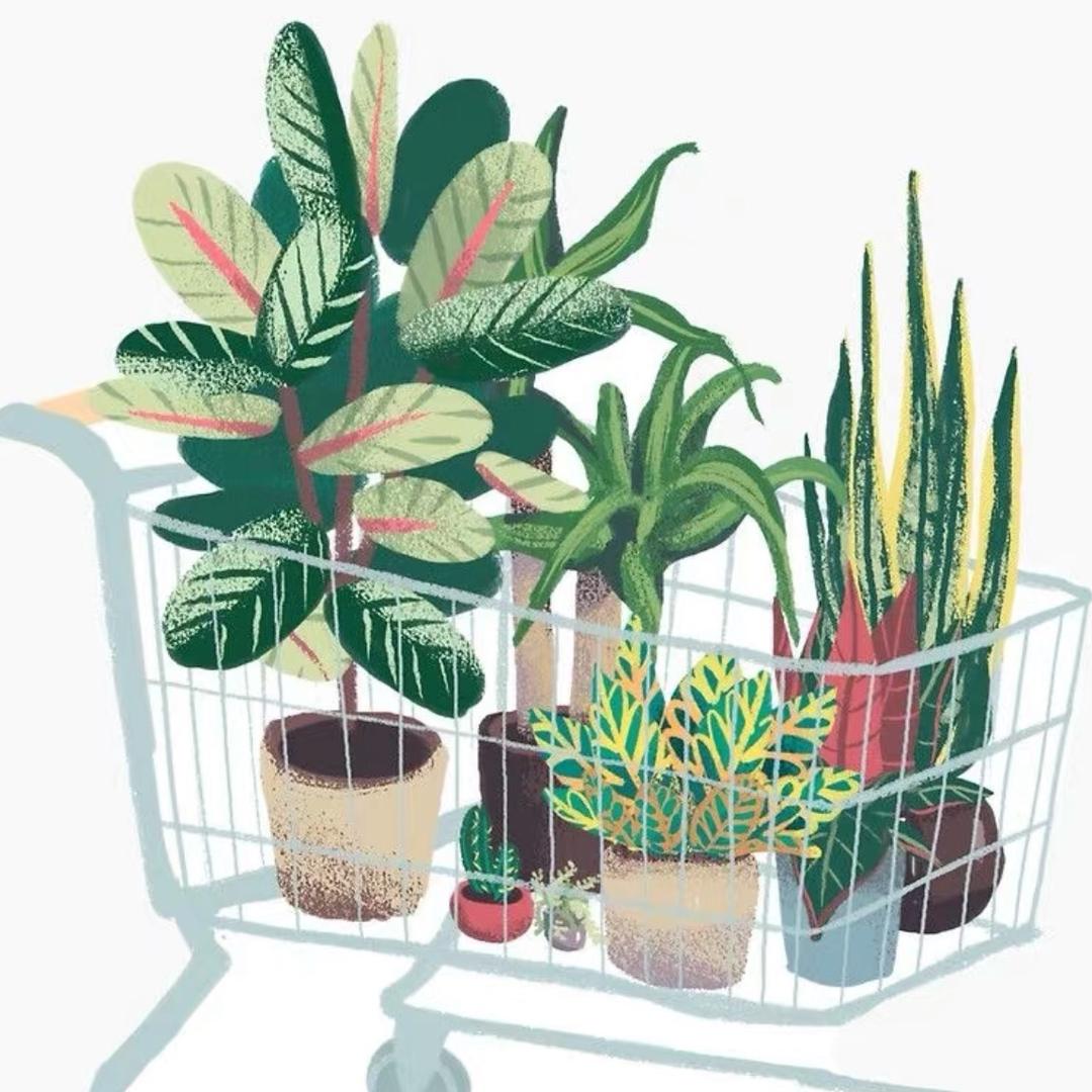 自然生长植物