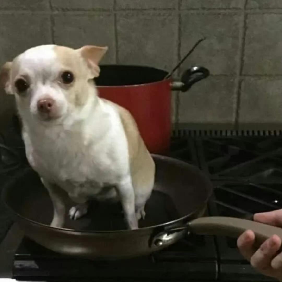 pp