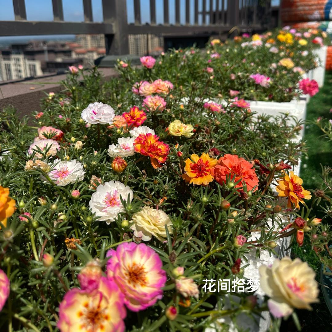 花间拾梦