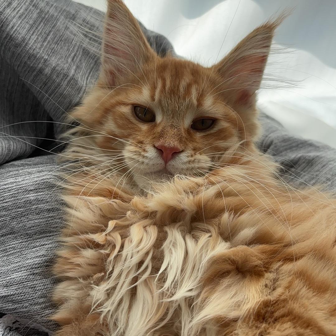 宇鹏的宠物好物小铺