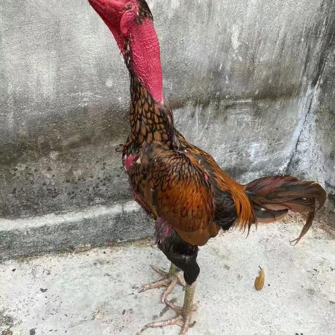 小芳土炮养殖