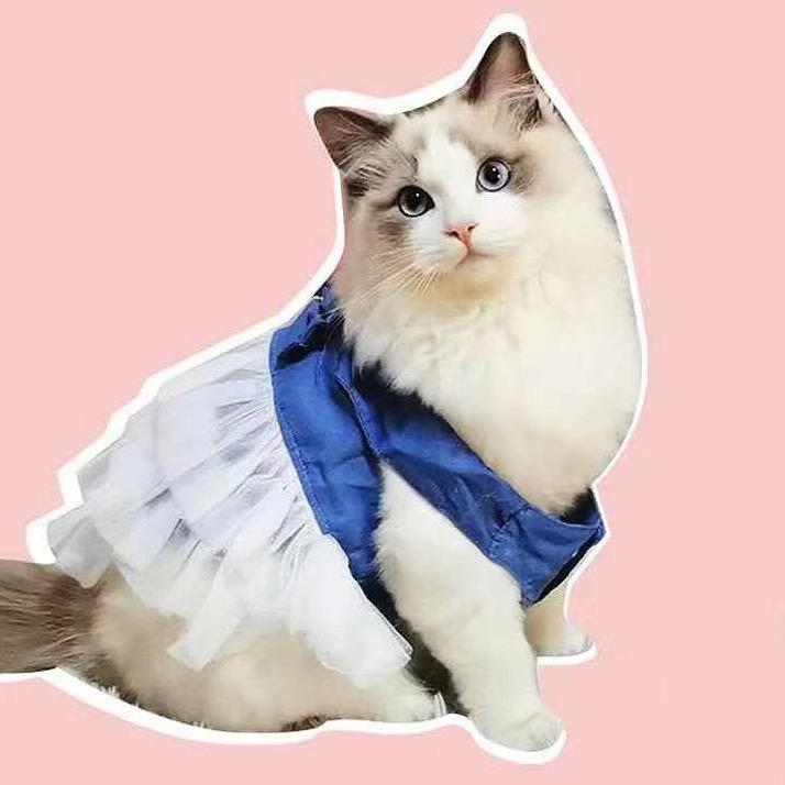 小布偶福多多🐱