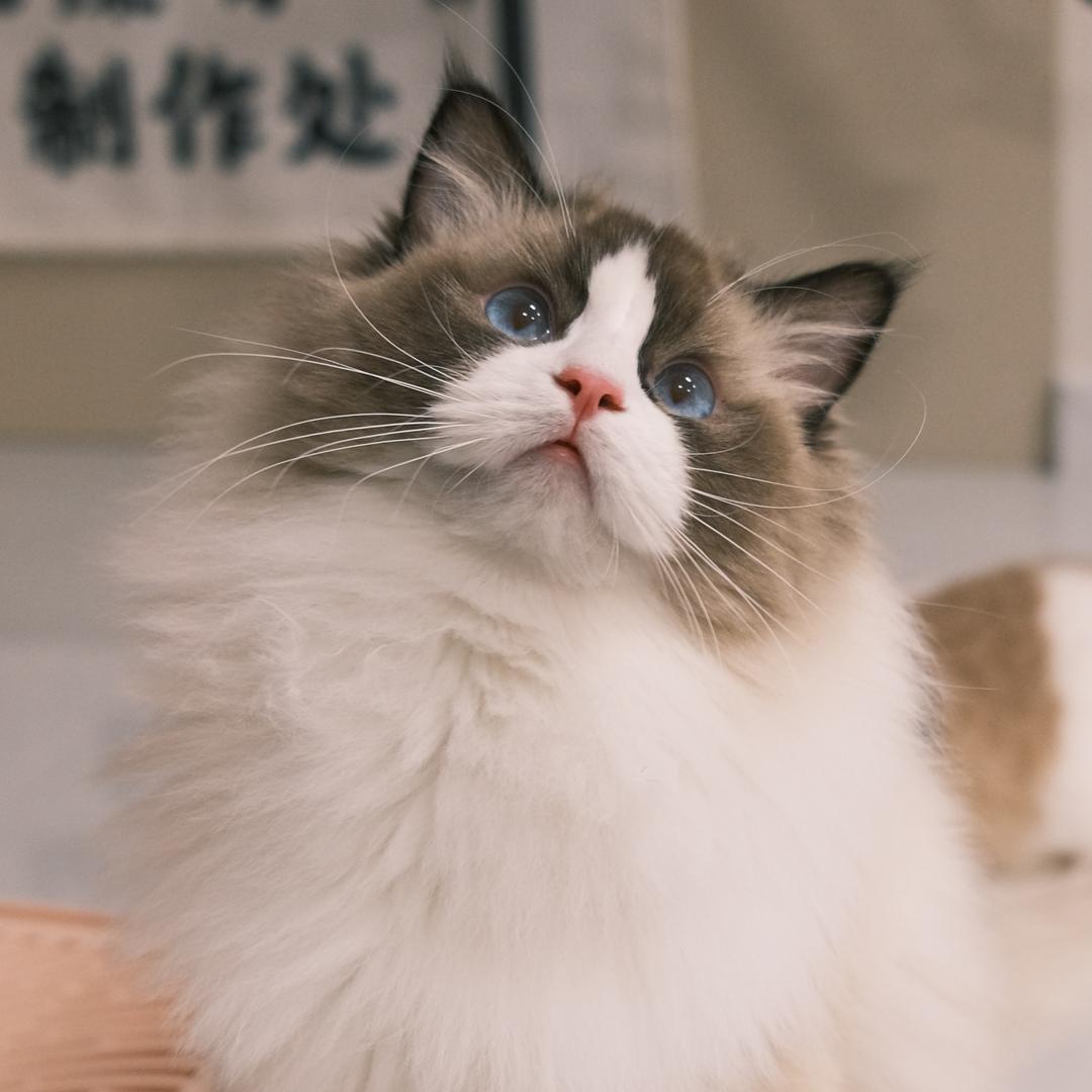 蘑菇张不大🐱