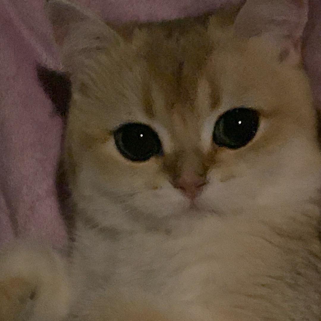 鼠鼠爱睡觉