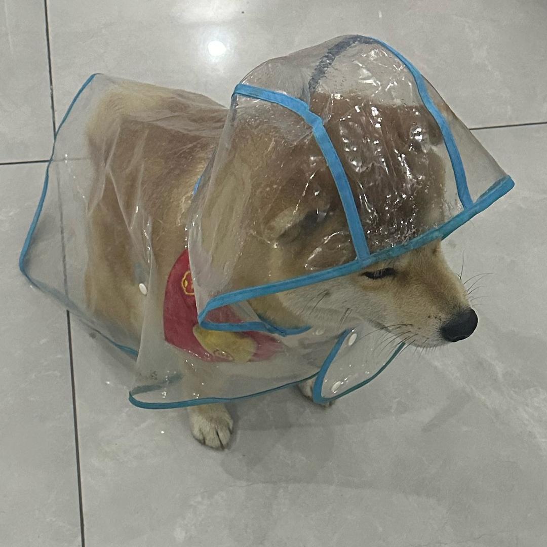 国服马可菠萝