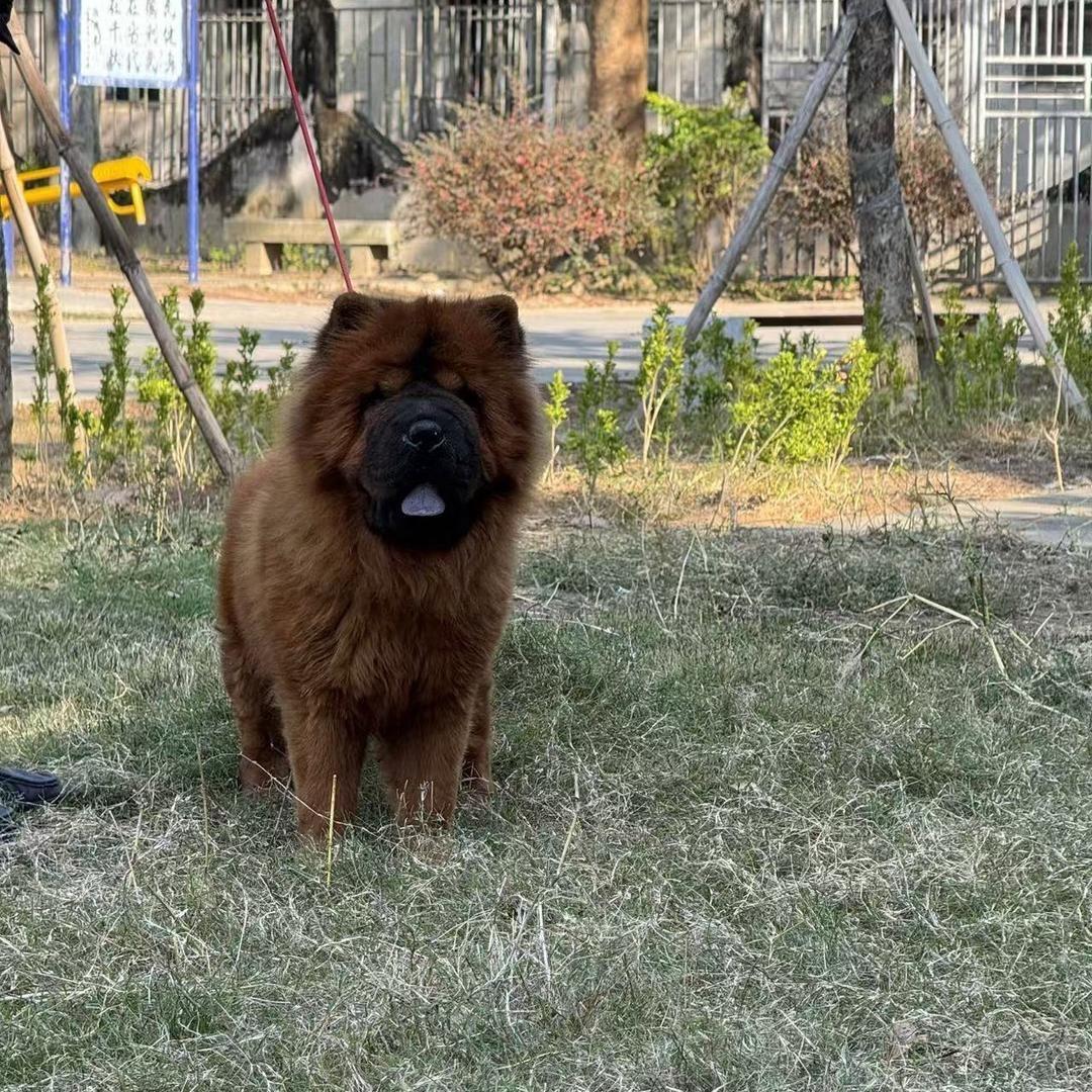 潮汕五黑狗中华田园五红