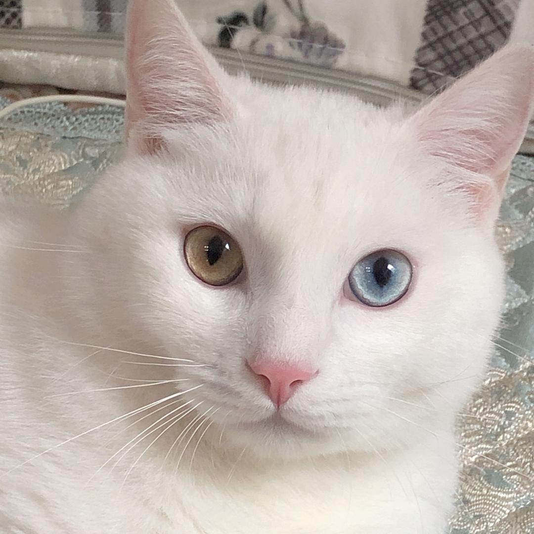 坨坨是只猫