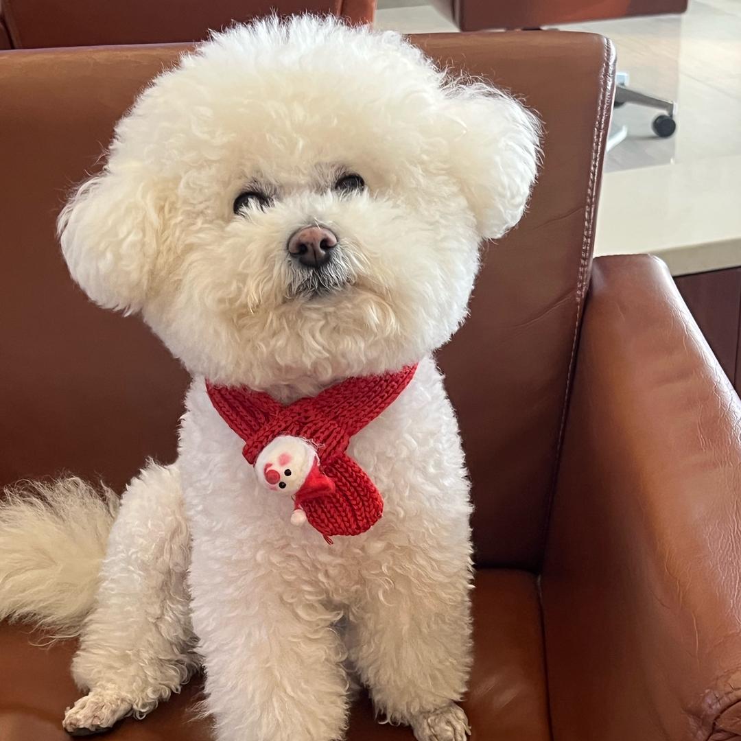 臭皮皮🐶