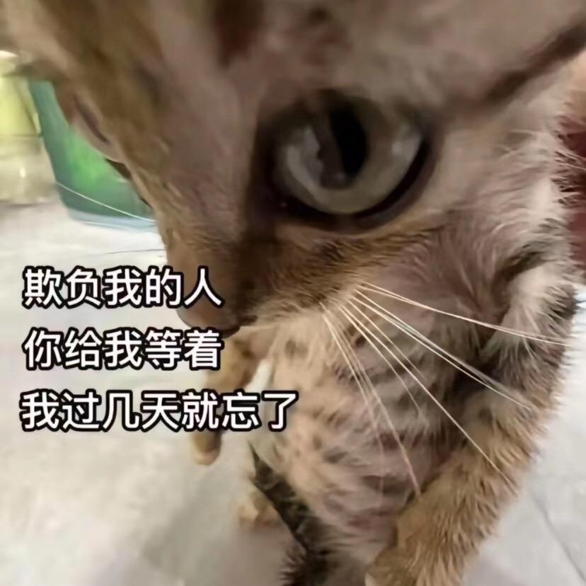 小猫的朋友圈