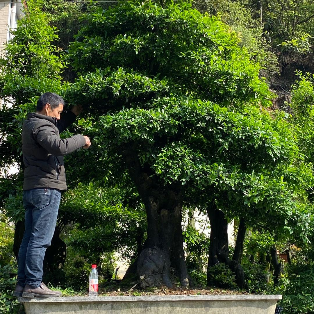 长阳阿骁盆景园