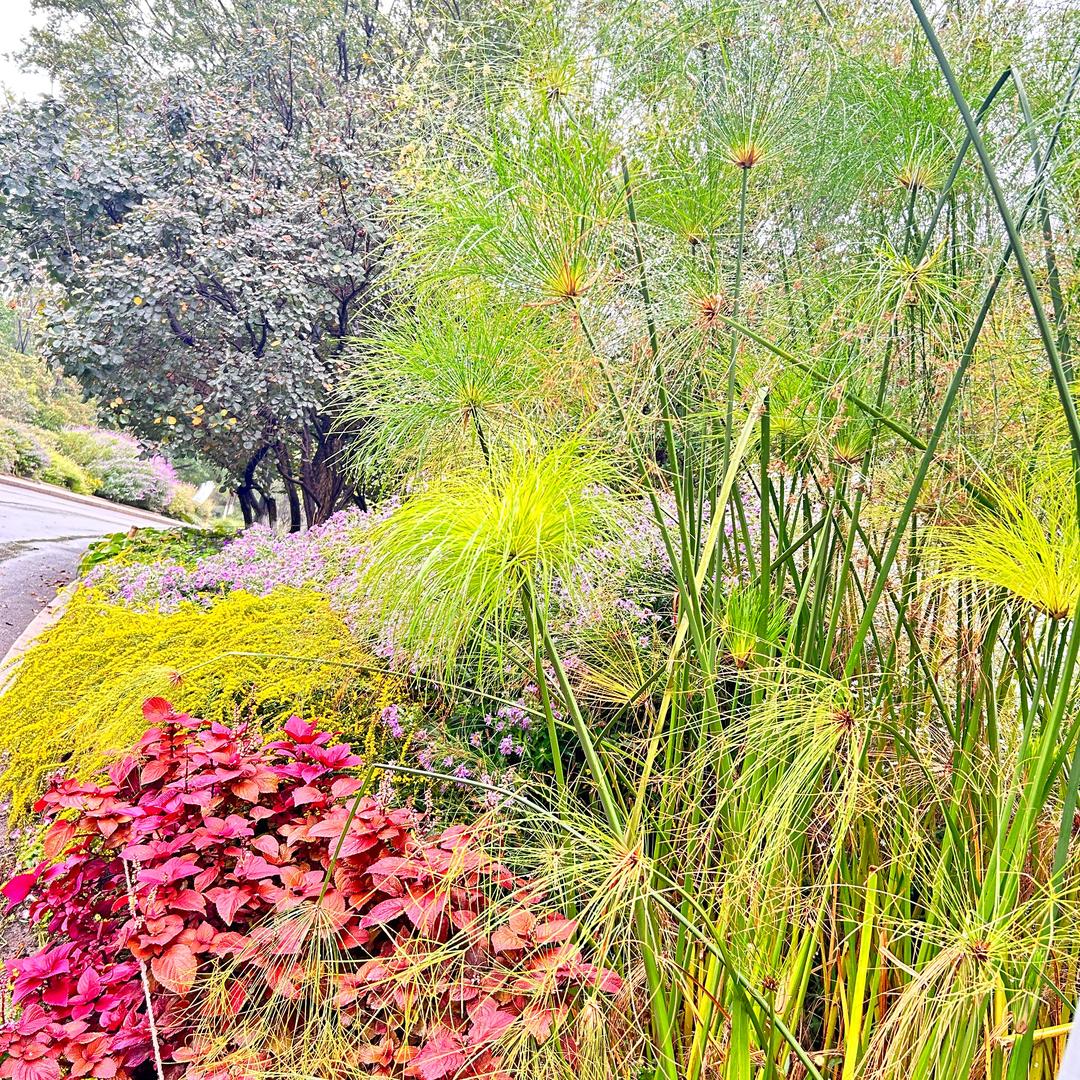 ღ᭄心酸🦋谁懂꧔ꦿ᭄