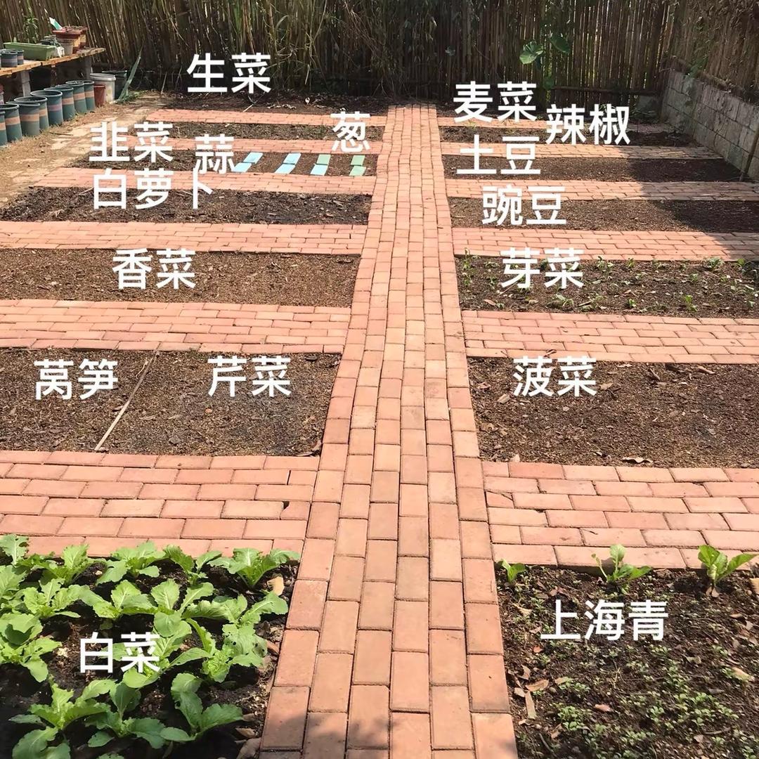 菜友