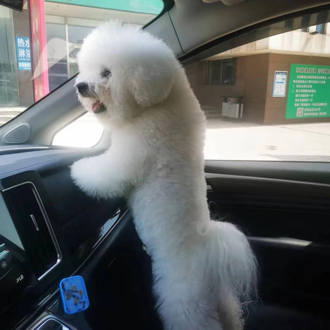 宠爱速达私人订制宠物专车