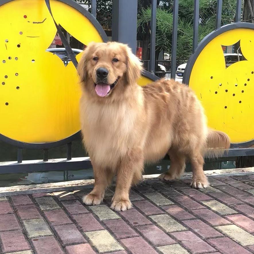 小黄哥