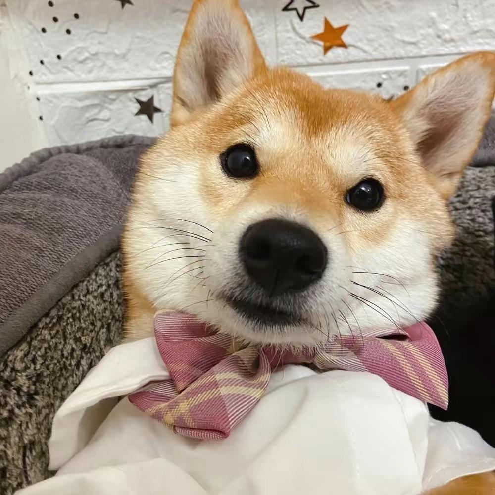 西安租房磊子