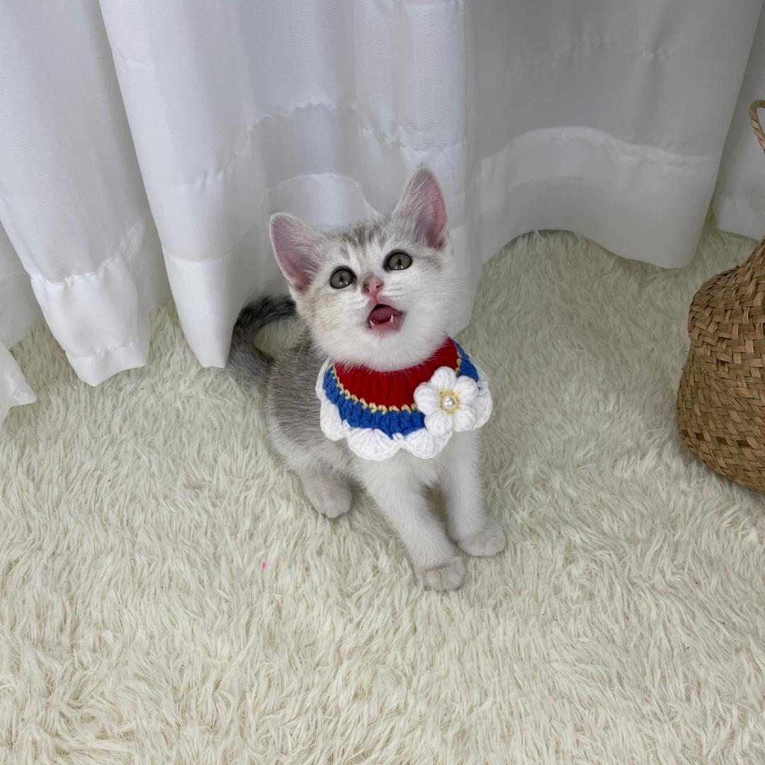 塔尔萌宠物用品