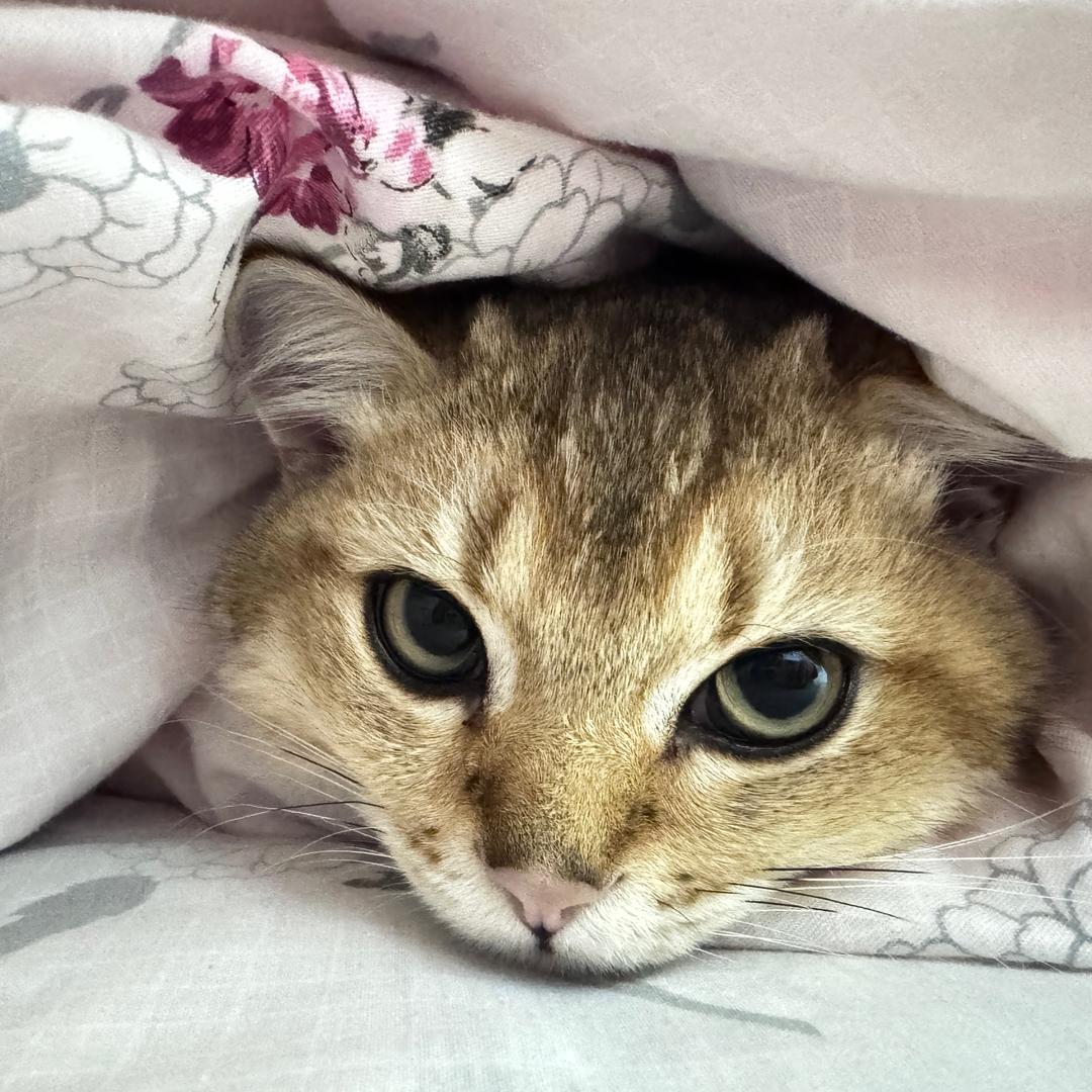 西红柿炖前男友