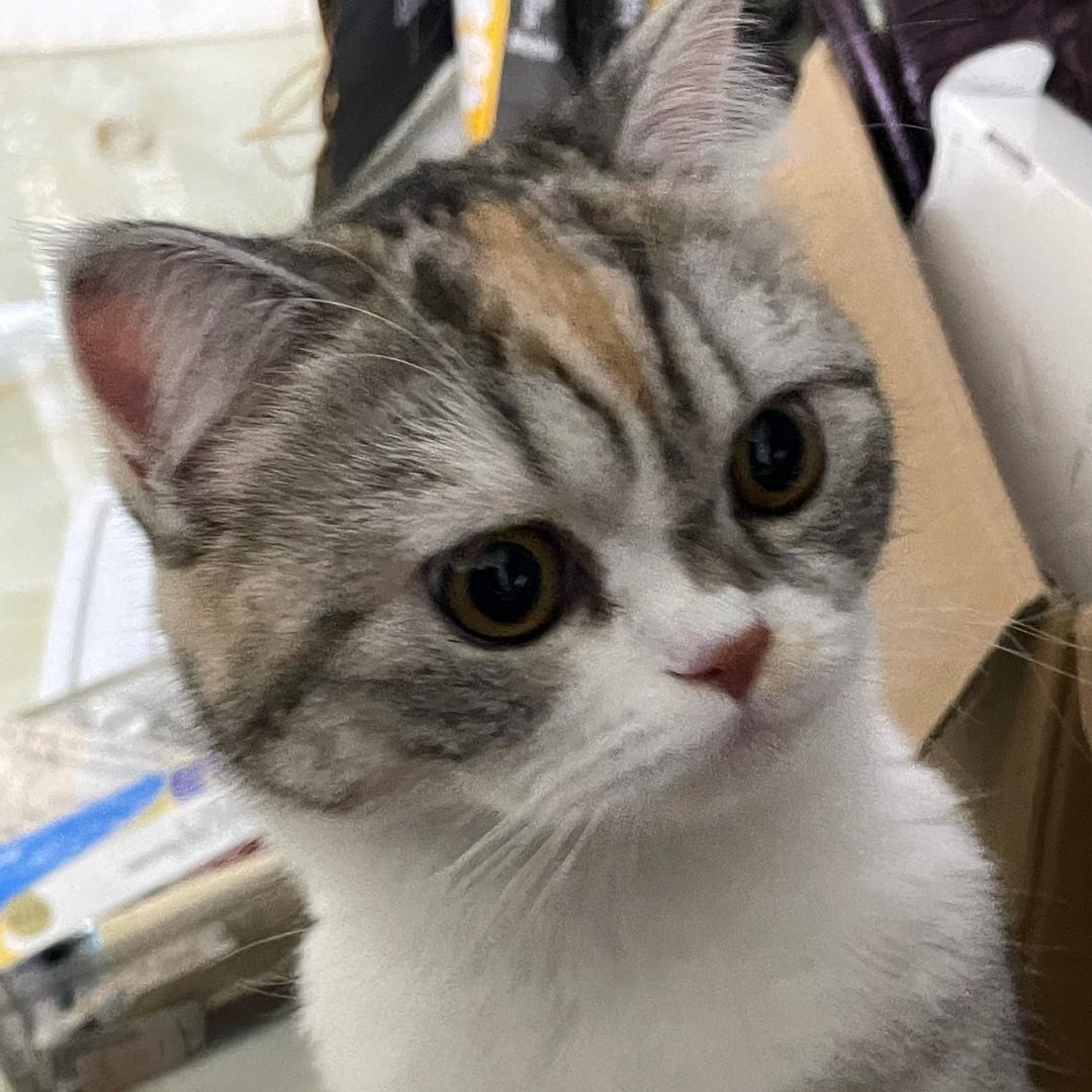 蛋蛋