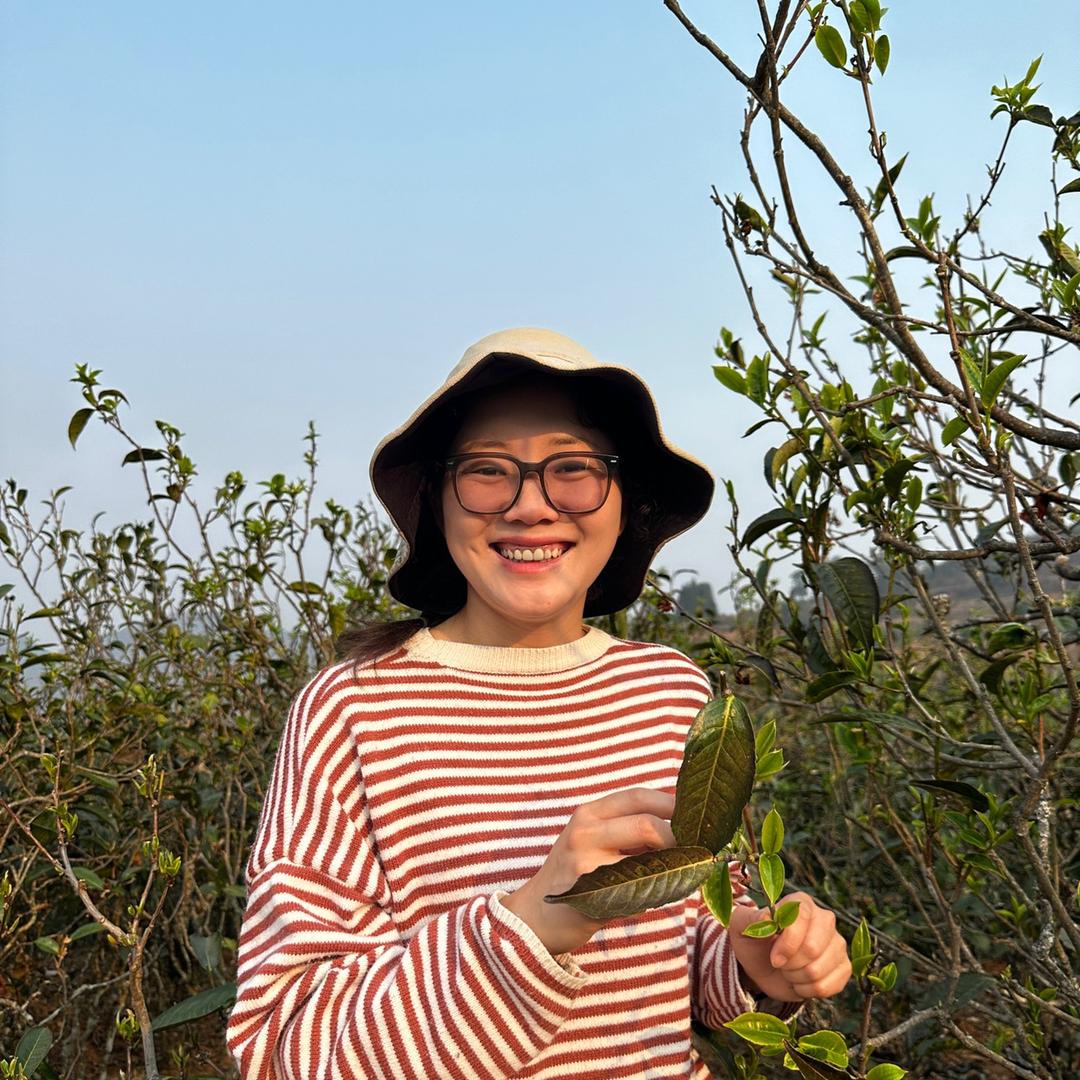 小侄女家古茶园