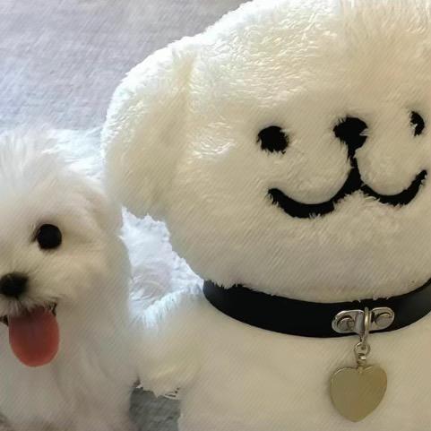 小雪生