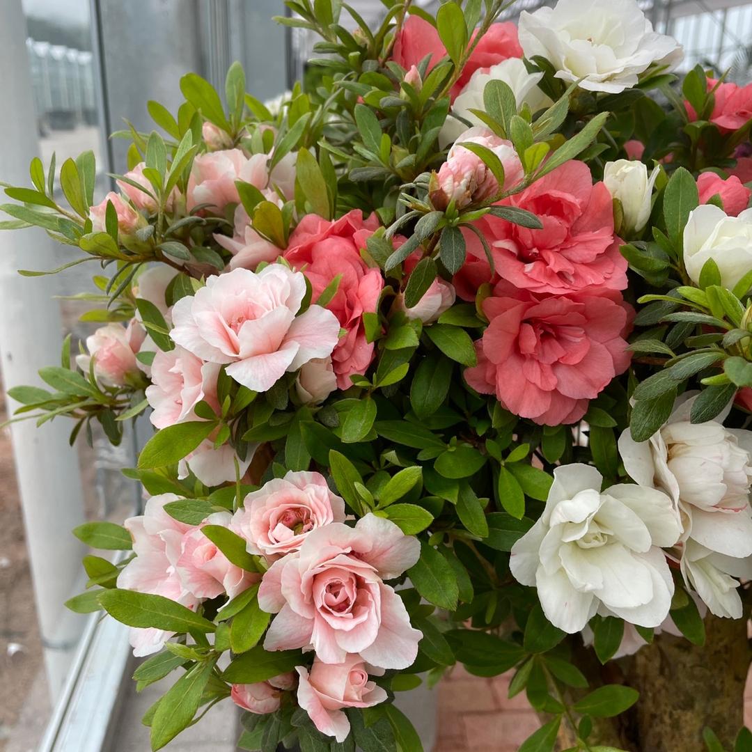 木有枝绿植旗舰店