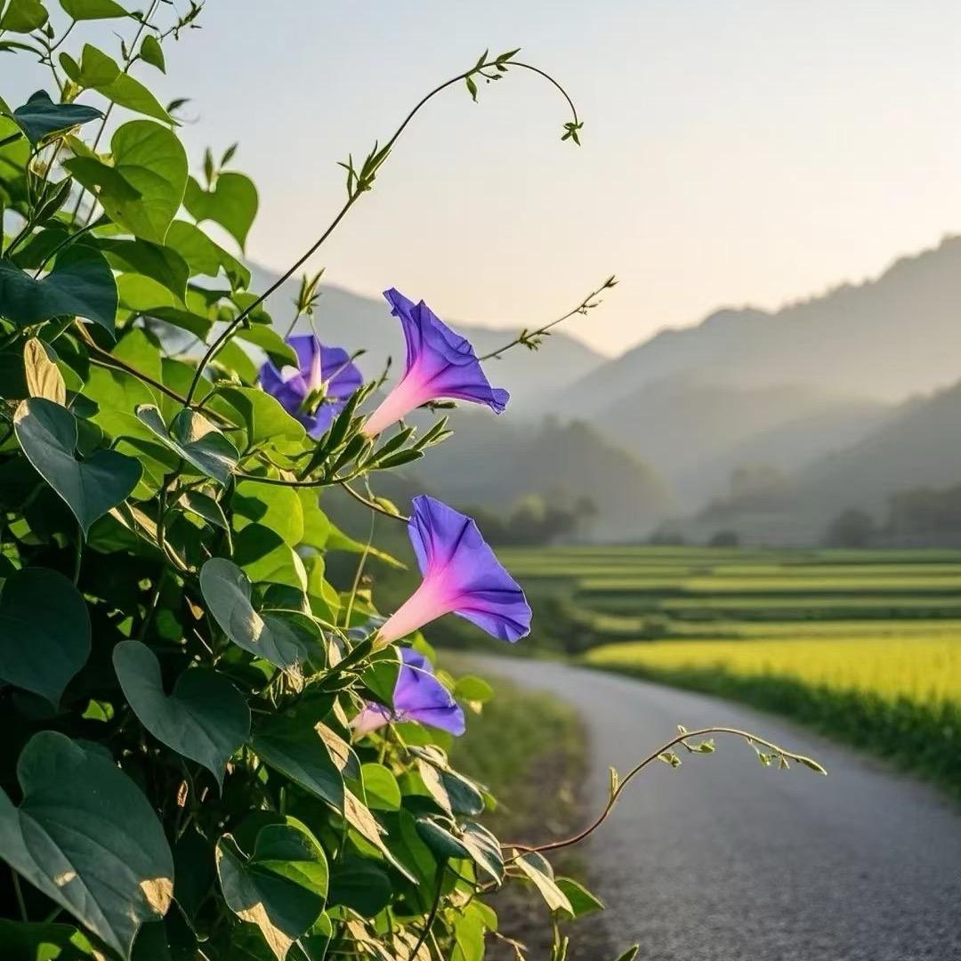 @吉祥三宝