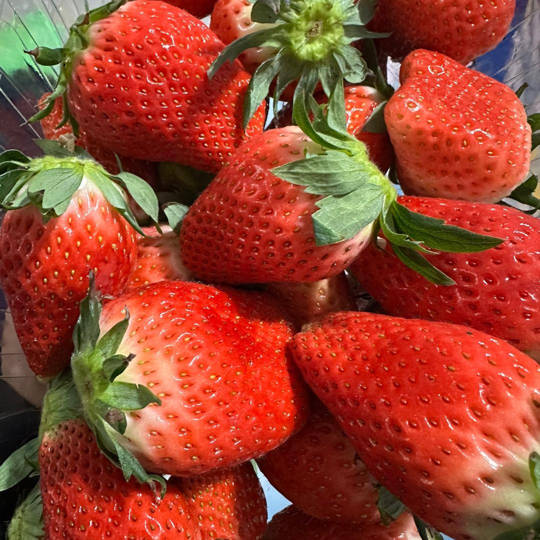 🍓草莓玩具总动员（芙蓉）