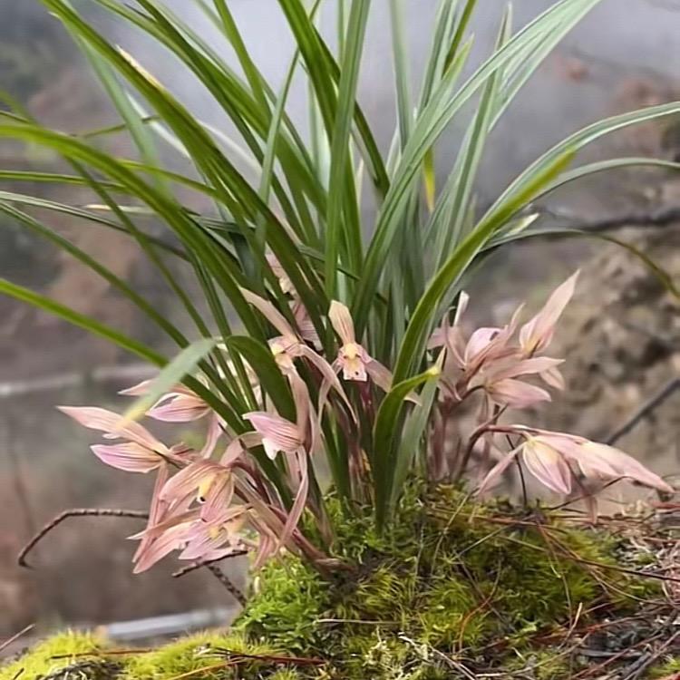 重庆彭水兰花香诚云苗圃