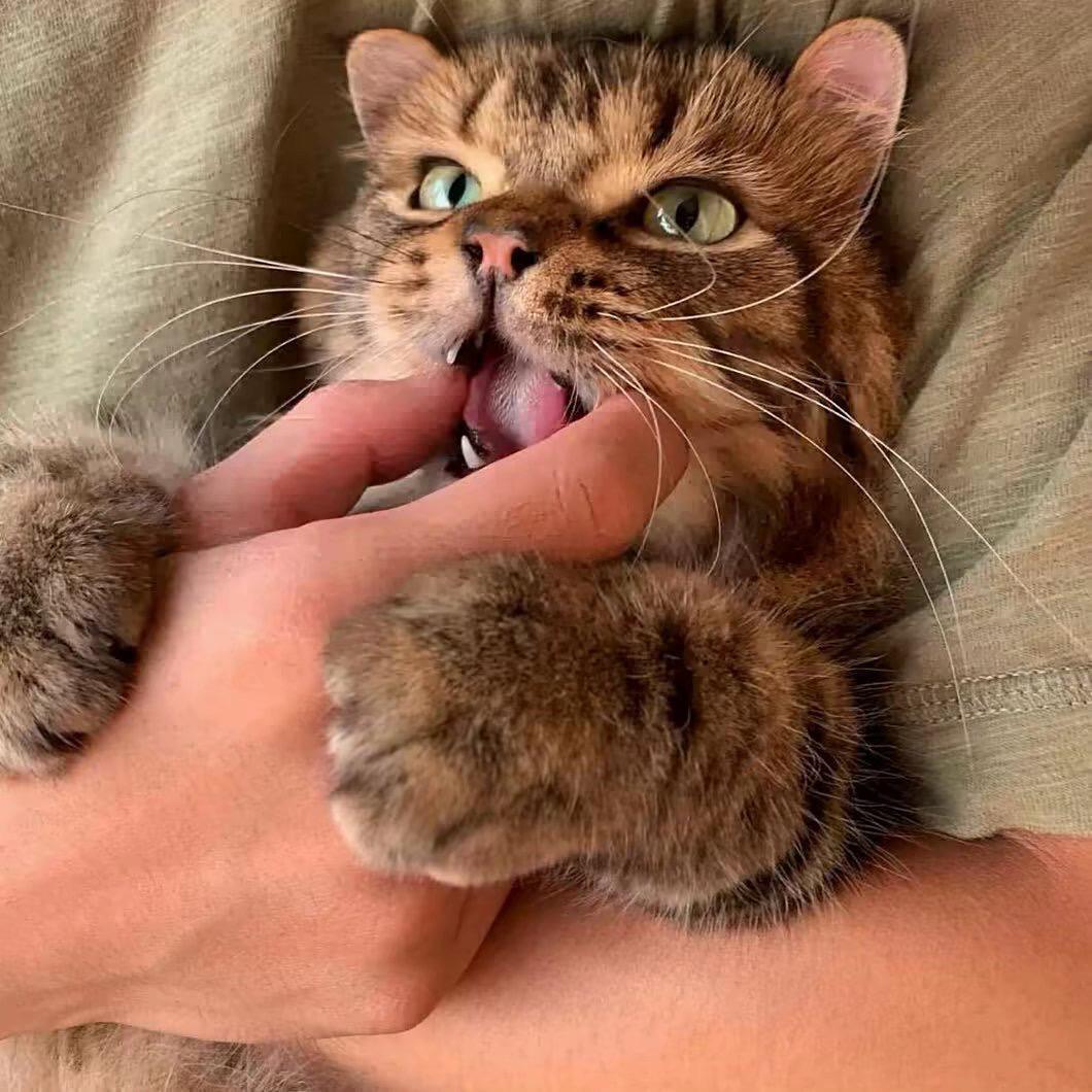 展望猫