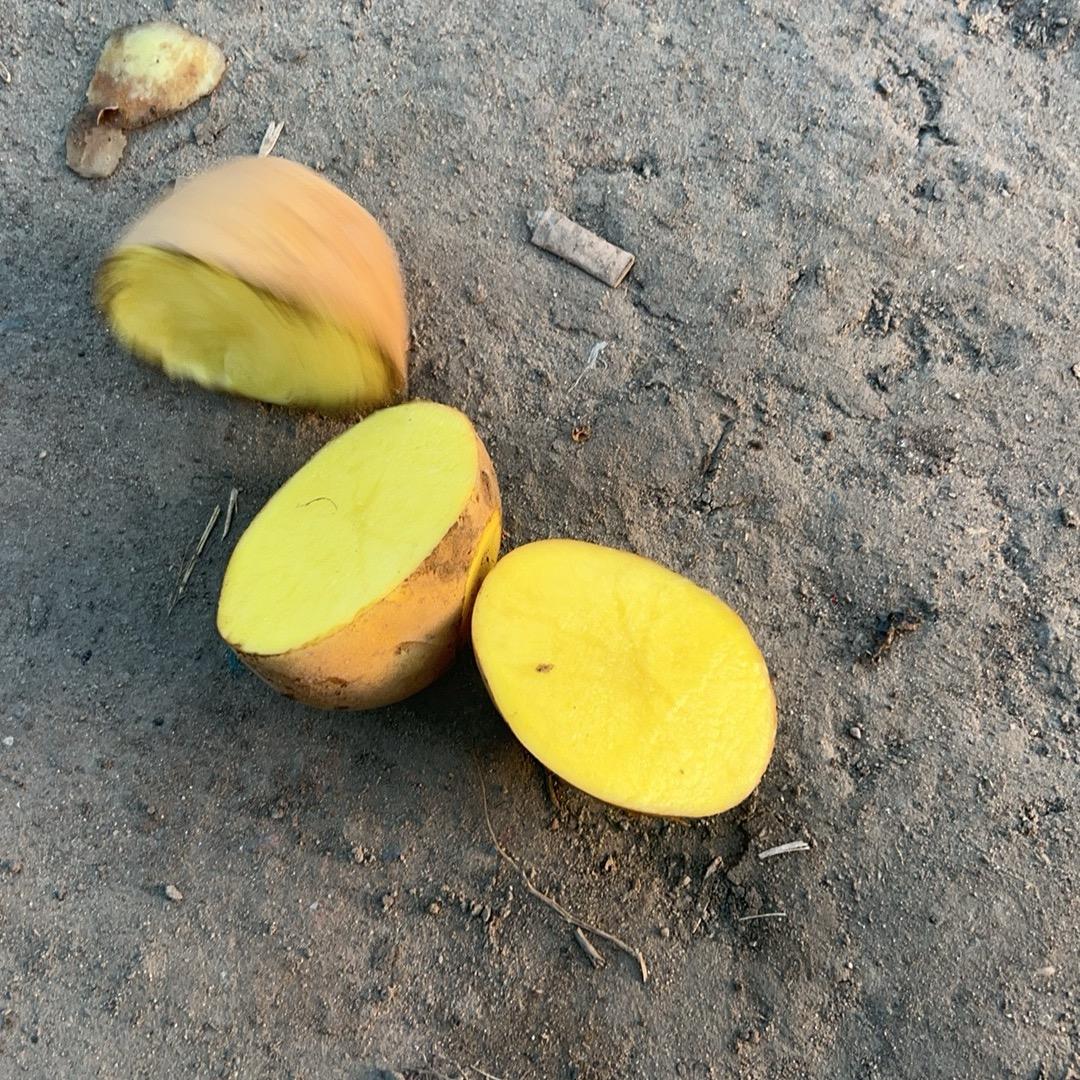 利川种植土豆合作社