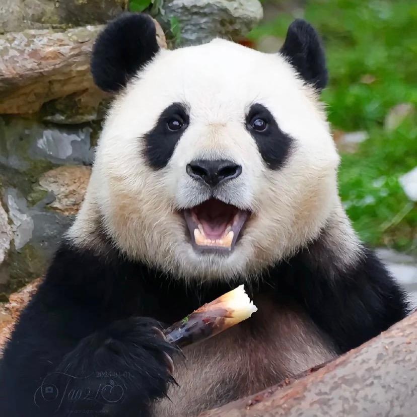 🌈小熊初茉🐼🌈