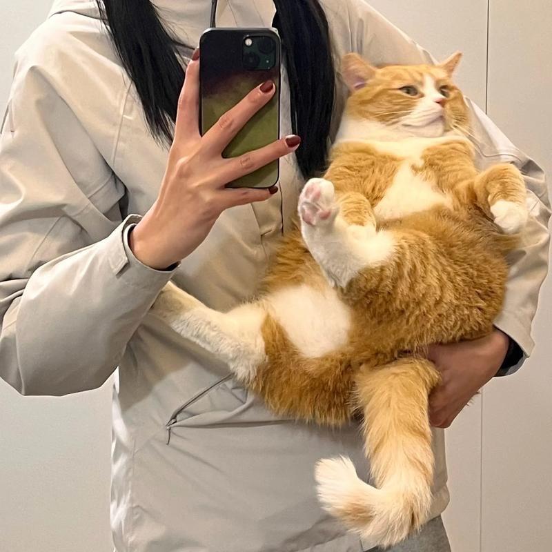 淘淘猫（养户直发）