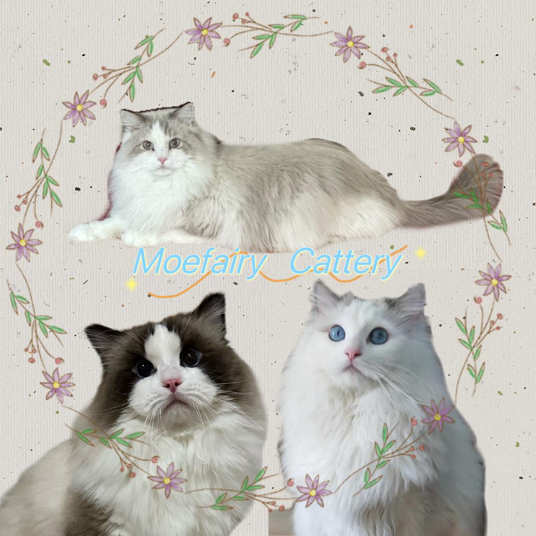 Moefairy Cattery布偶猫舍