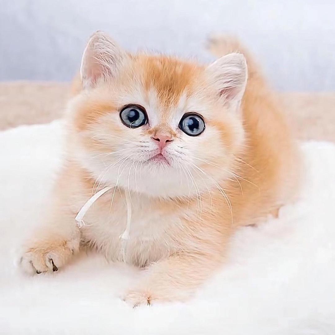 金渐层有货(猫舍繁育)