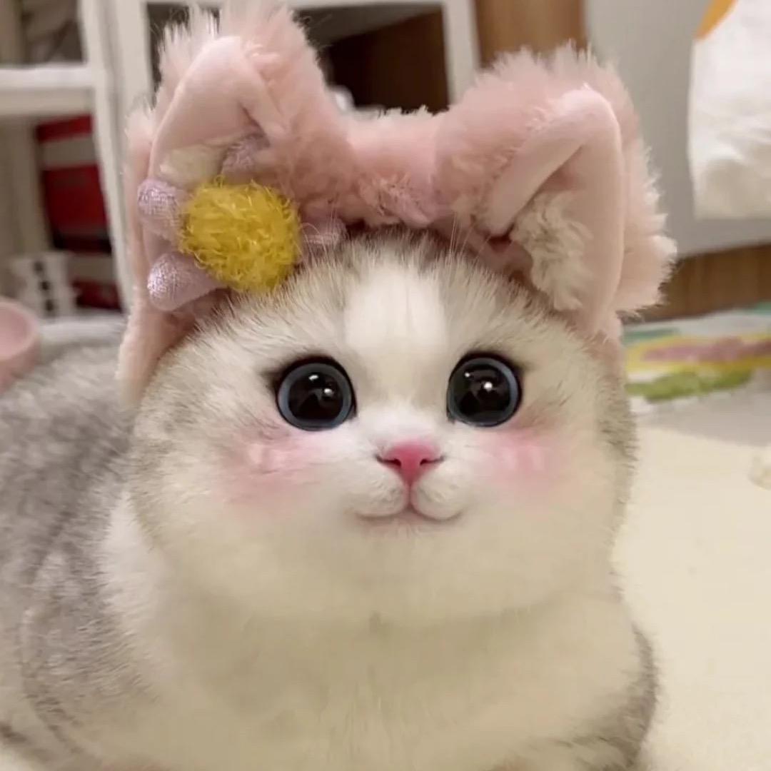 爱宠驿站猫狗专售官方号