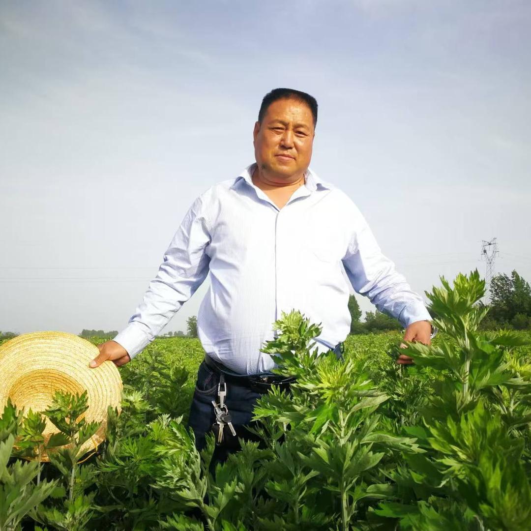谦哥艾草