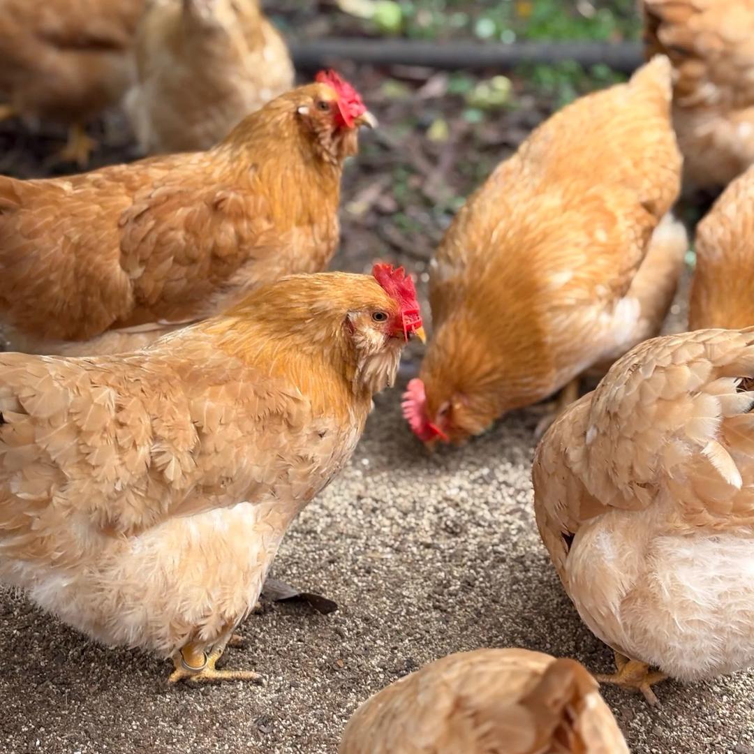 农家散养老母鸡