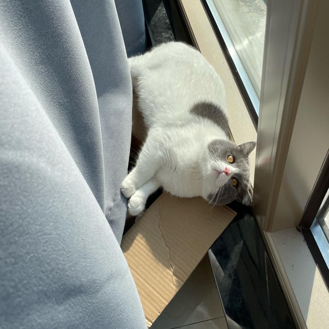 小桃