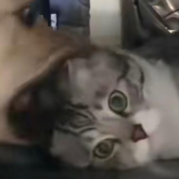 矢矢