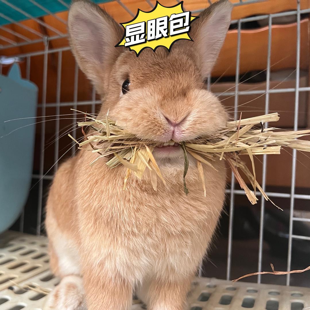 🌱🐰MissU米修🐰大芽🌱