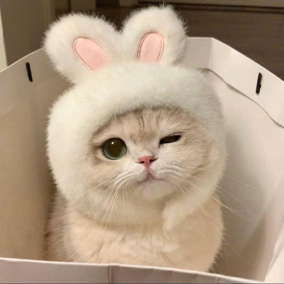 猫meme奇幻世界