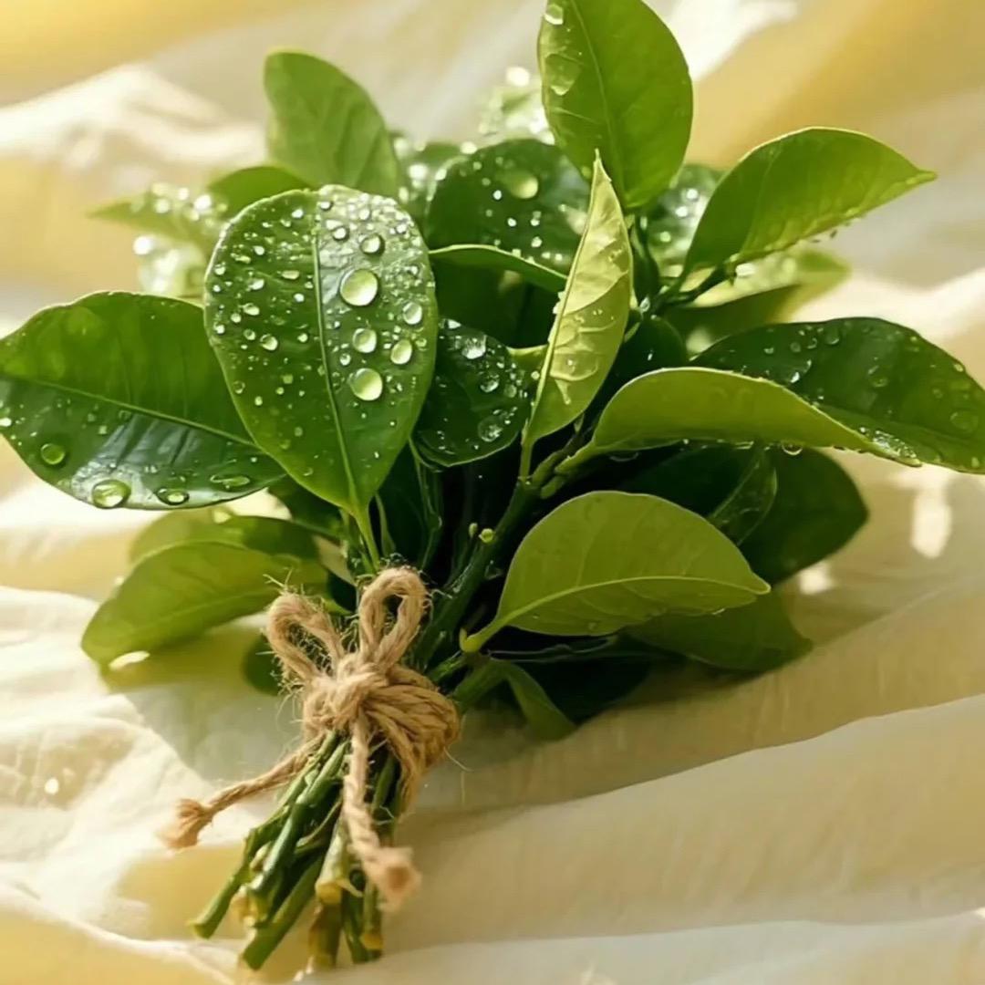 💙心德瑞拉💙