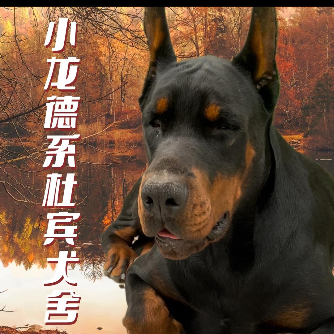 小龙德系杜宾犬舍