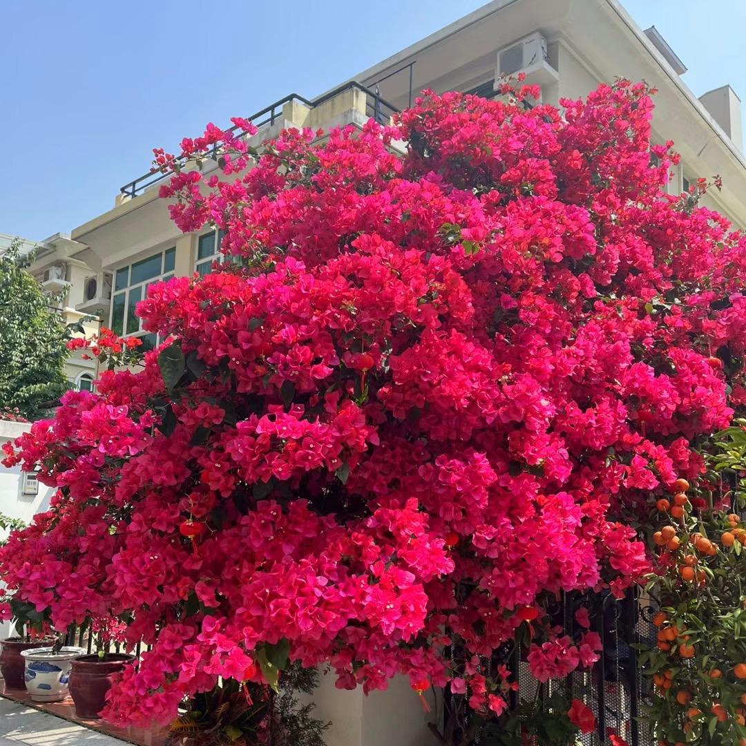花韵绿植