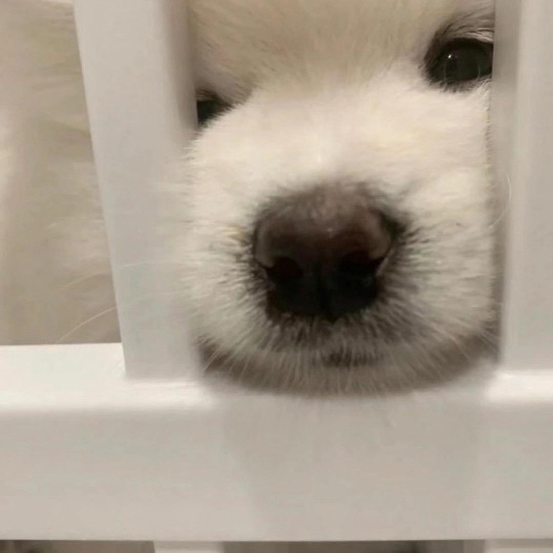 珂珂子