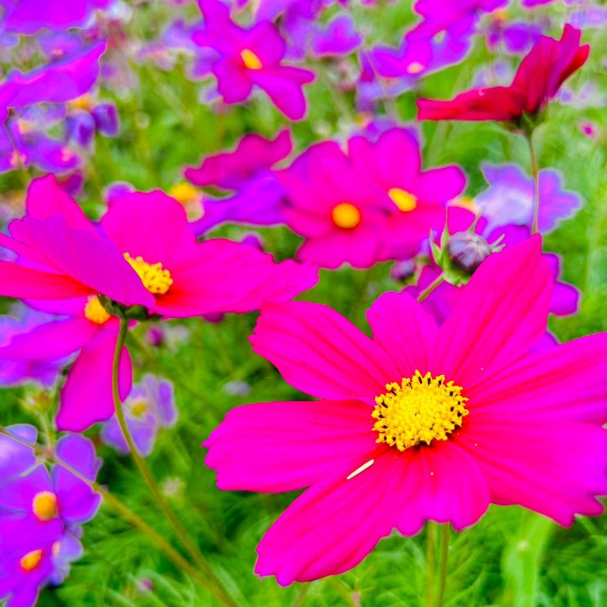 牙牙☘️🌺🌼