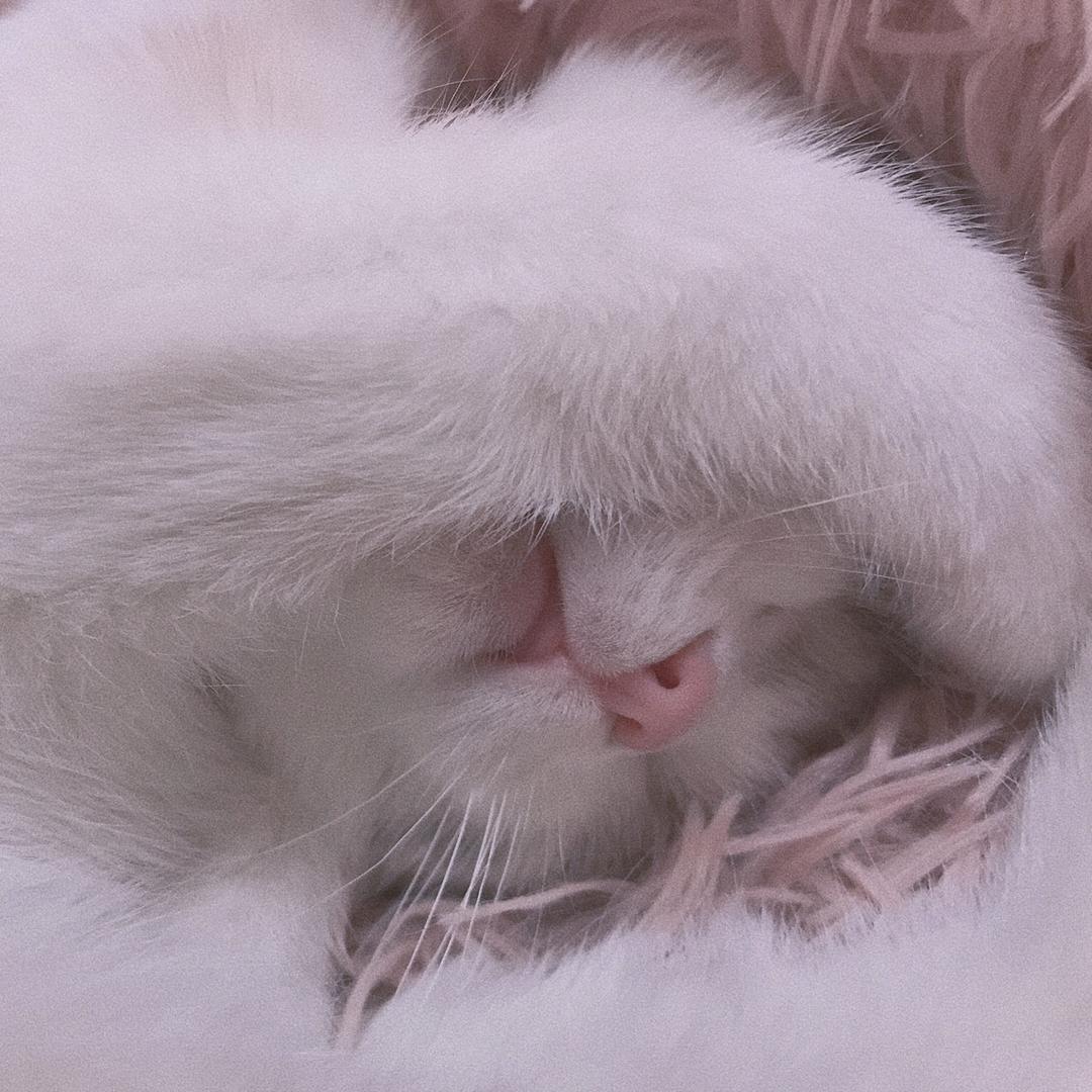做只猫🐈
