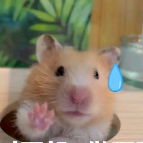 🐭鼠鼠鼠特工