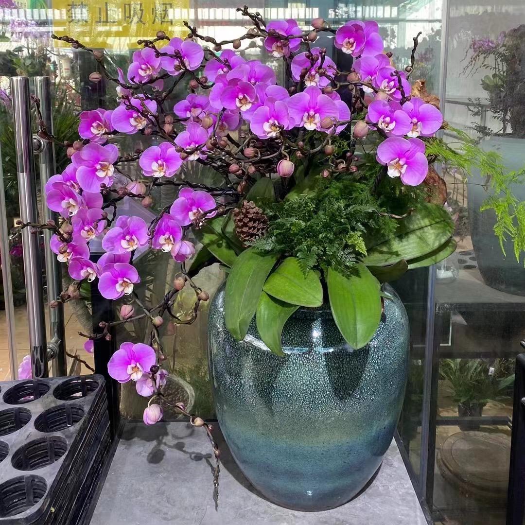 明月家花盆