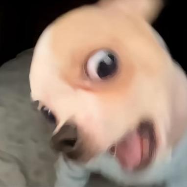spio
